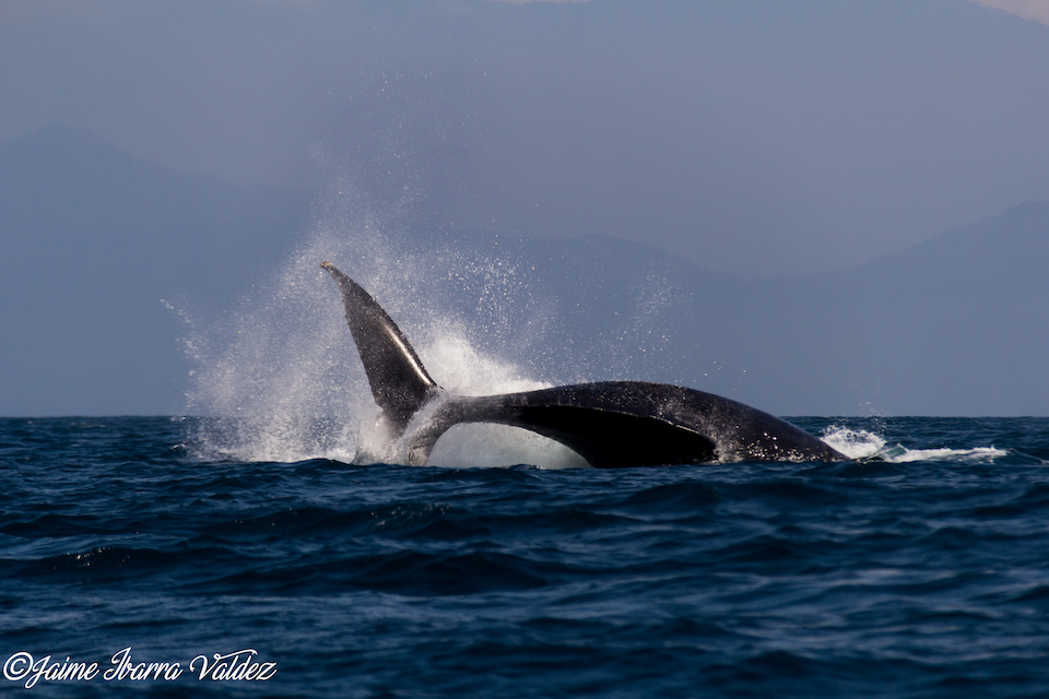 Pesca Marlin San Blas