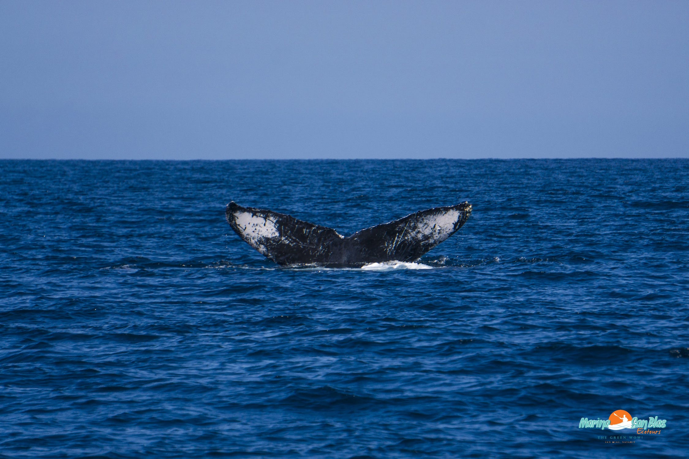 cola de ballena de frente